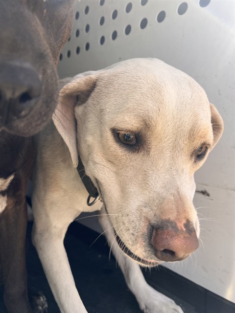 Shelter Stray Male Dog last seen Near BLK DANIELS, BAKERSIELD CA, 201 S Mt Vernon Ave, Bakersfield, CA 93307, USA