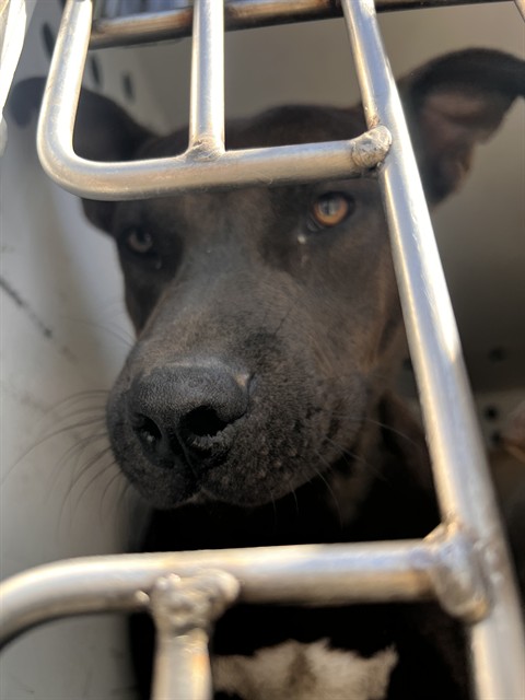 Shelter Stray Male Dog last seen Near BLK DANILES, BAKERFIELD CA, 201 S Mt Vernon Ave, Bakersfield, CA 93307, USA