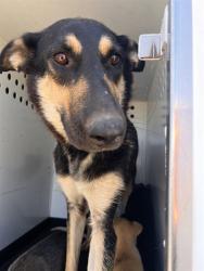 Shelter Stray Female Dog last seen Near BLK DANIELS, BAKERSFIELD CA, 201 S Mt Vernon Ave, Bakersfield, CA 93307, USA