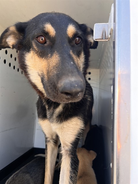 Shelter Stray Female Dog last seen Near BLK DANIELS, BAKERSFIELD CA, 201 S Mt Vernon Ave, Bakersfield, CA 93307, USA