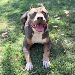 Shelter Stray Male Dog last seen Near BLOCK LIMONITE AVE, JURUPA VALLEY, CA, 6851 Van Buren Boulevard, Jurupa Valley, CA 92509, USA