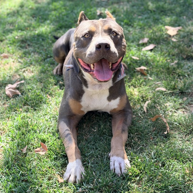 Shelter Stray Male Dog last seen Near BLOCK LIMONITE AVE, JURUPA VALLEY, CA, 6851 Van Buren Boulevard, Jurupa Valley, CA 92509, USA