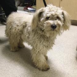 Shelter Stray Female Dog last seen Near BLOCK DOCKERY LN, PERRIS, CA, 6851 Van Buren Boulevard, Jurupa Valley, CA 92509, USA