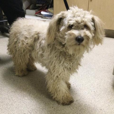 Shelter Stray Female Dog last seen Near BLOCK DOCKERY LN, PERRIS, CA, 6851 Van Buren Boulevard, Jurupa Valley, CA 92509, USA