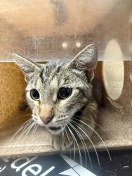 Shelter Stray Female Cat last seen Near BLOCK HACKNEY LN, JURUPA VALLEY CA 92509, 6851 Van Buren Boulevard, Jurupa Valley, CA 92509, USA