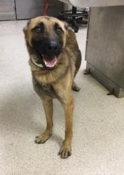 Shelter Stray Female Dog last seen Near BLOCK ORANGE ST, RIVERSIDE CA 92501, 6851 Van Buren Boulevard, Jurupa Valley, CA 92509, USA