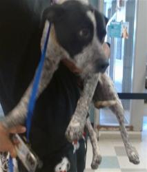 Shelter Stray Female Dog last seen Near BLOCK E NORTHRUP DR, 2811 SE 29th St, Oklahoma City, OK 73129, USA