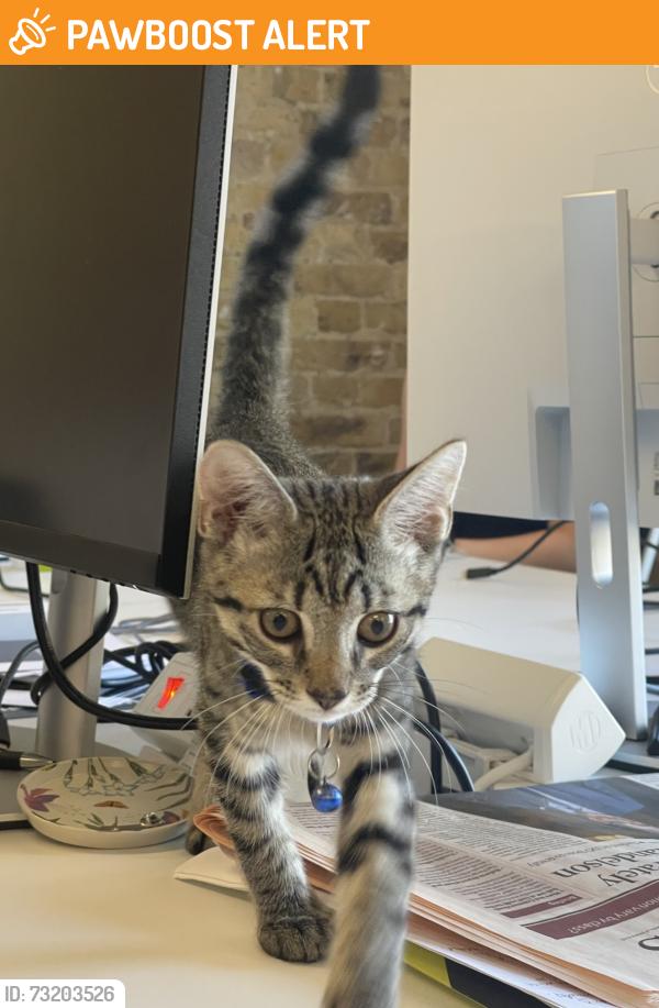 Found/Stray Male Cat last seen Chamber St and East Lane, SE16 DTQ, Greater London, England 