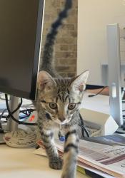 Found/Stray Male Cat last seen Chamber St and East Lane, SE16 DTQ, Greater London, England 