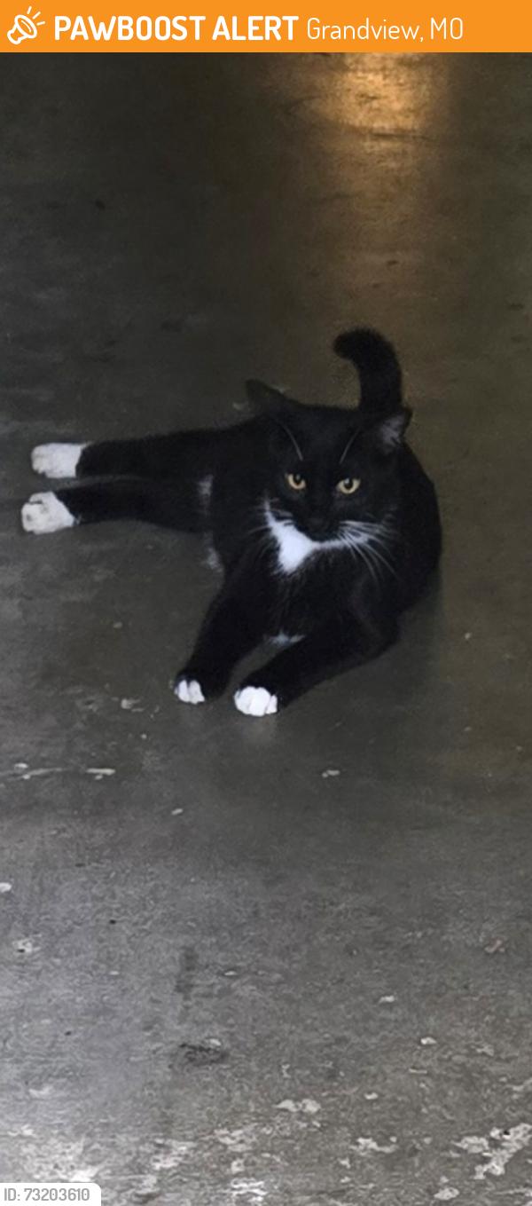 Found/Stray Male Cat last seen Blue Ridge Blvd, Grandview, MO 64030