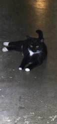 Found/Stray Male Cat last seen Blue Ridge Blvd, Grandview, MO 64030