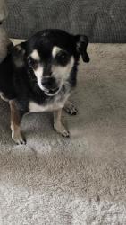 Found/Stray Female Dog last seen Addison drive and walnut ave, Turlock, CA 95382
