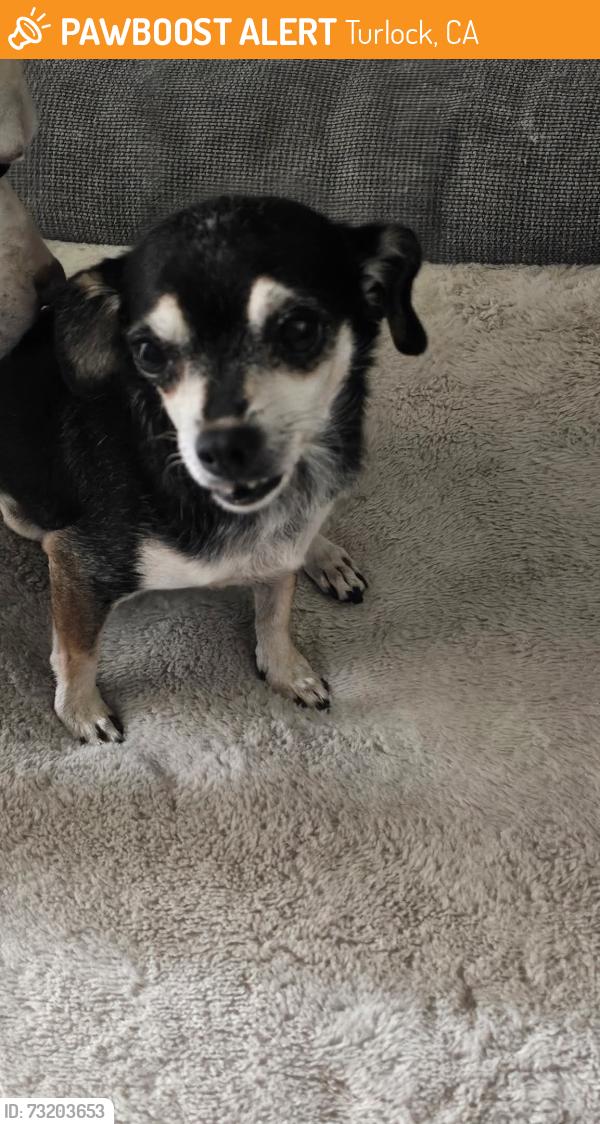 Found/Stray Female Dog last seen Addison drive and walnut ave, Turlock, CA 95382