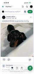 Lost Male Dog last seen 3rd street, Visalia, CA 93291