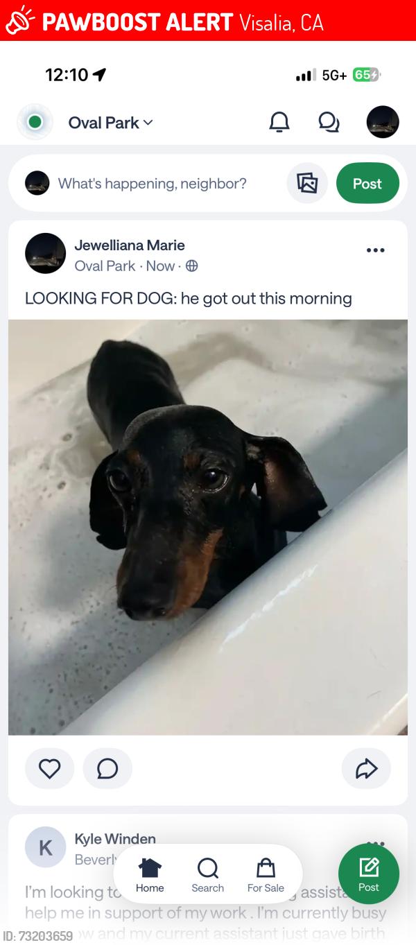 Lost Male Dog last seen 3rd street, Visalia, CA 93291