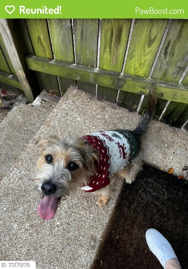 Reunited Female Dog last seen Grand Ave & Wyoming St, St. Louis, MO 63116