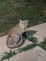 Found/Stray Unknown Cat last seen Oak St and Chestnut St, Bethel Park, PA 15102