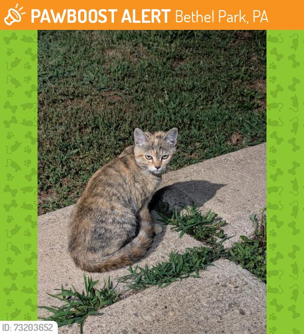 Found/Stray Unknown Cat last seen Oak St and Chestnut St, Bethel Park, PA 15102
