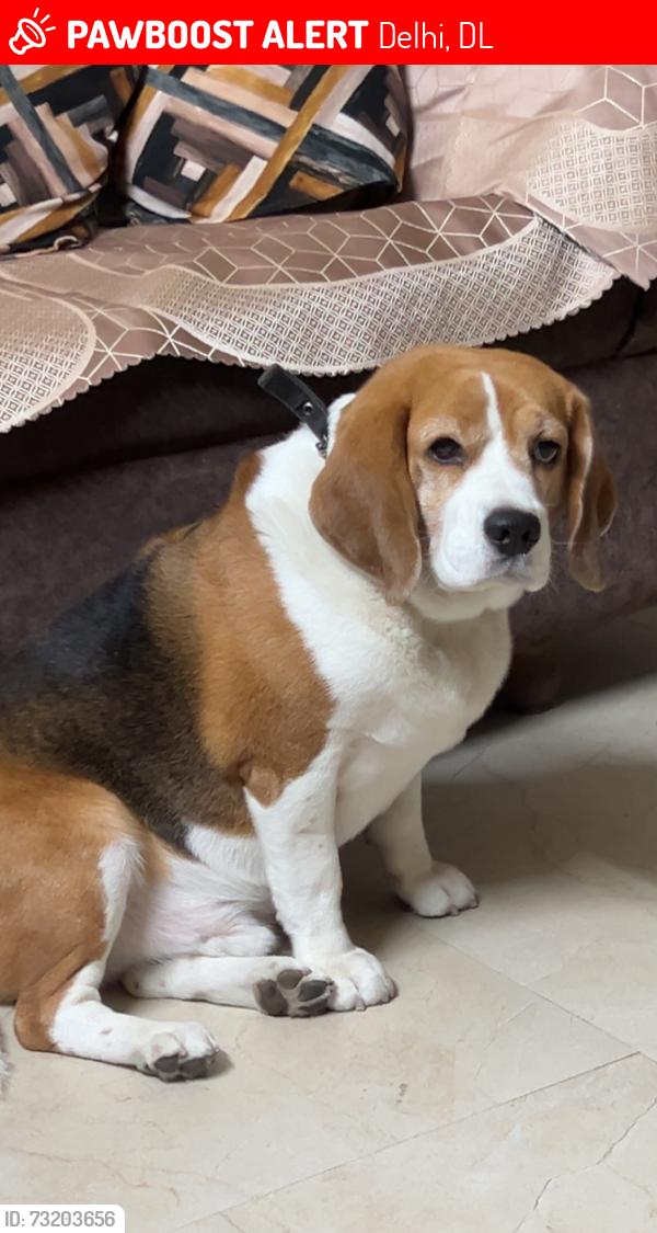 Lost Male Dog last seen Punjabi bagh cremation ground, Delhi, DL 