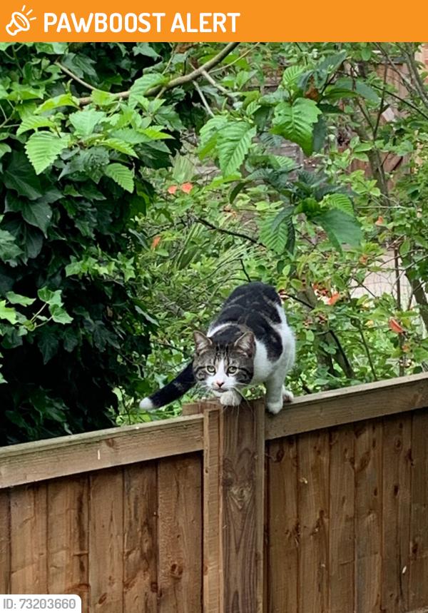 Found/Stray Unknown Cat last seen Writtle, Writtle, England CM1 3EW