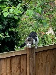 Found/Stray Unknown Cat last seen Writtle, Writtle, England CM1 3EW