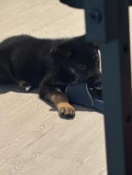 Lost Male Dog last seen Carmelita and Gran Via, I-10 East Corridor, TX 78109