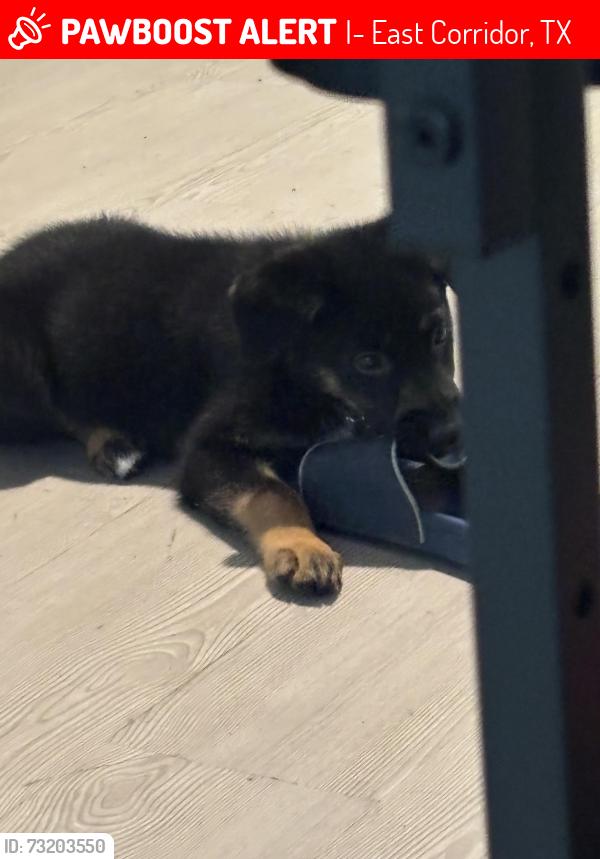 Lost Male Dog last seen Carmelita and Gran Via, I-10 East Corridor, TX 78109