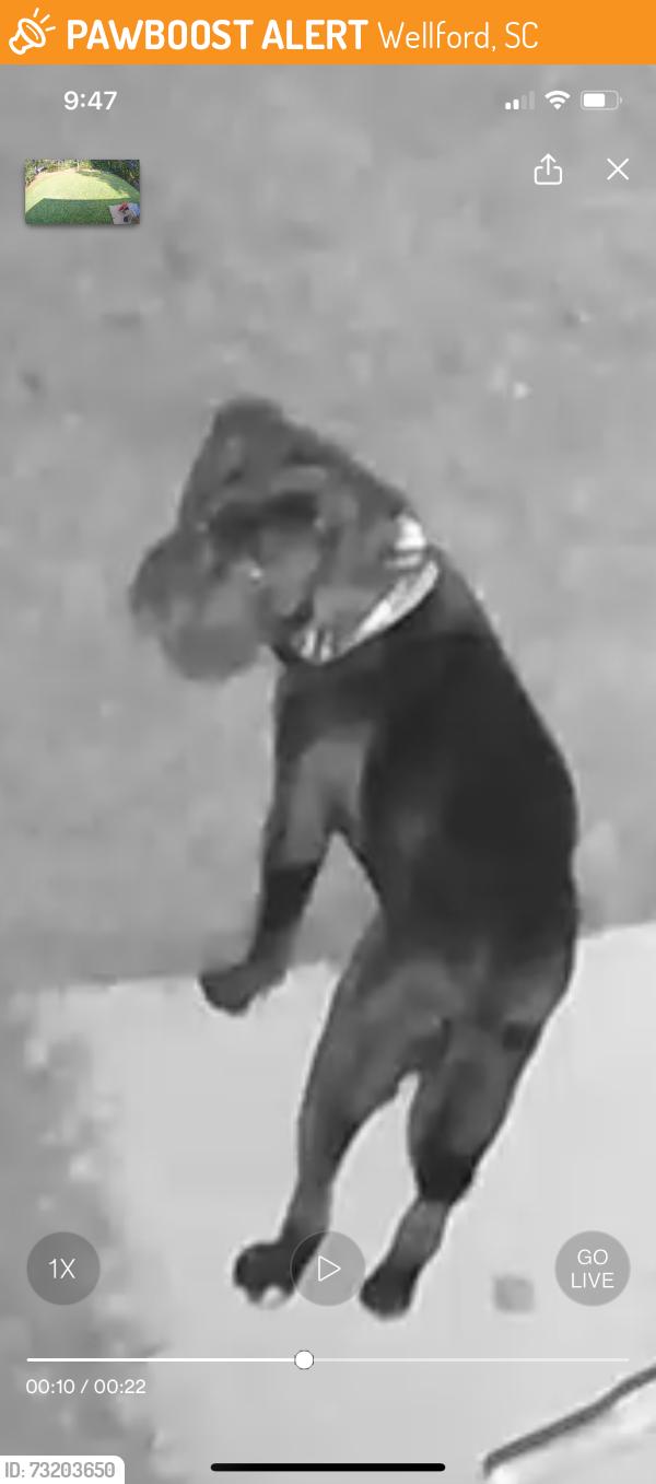 Found/Stray Unknown Dog last seen Dunbar & Carver, Wellford, SC 29385