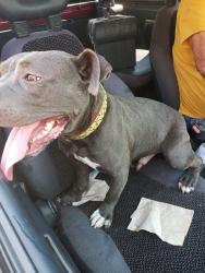 Found/Stray Male Dog last seen Edmundson and muriel ave, Airport Township, MO 63134