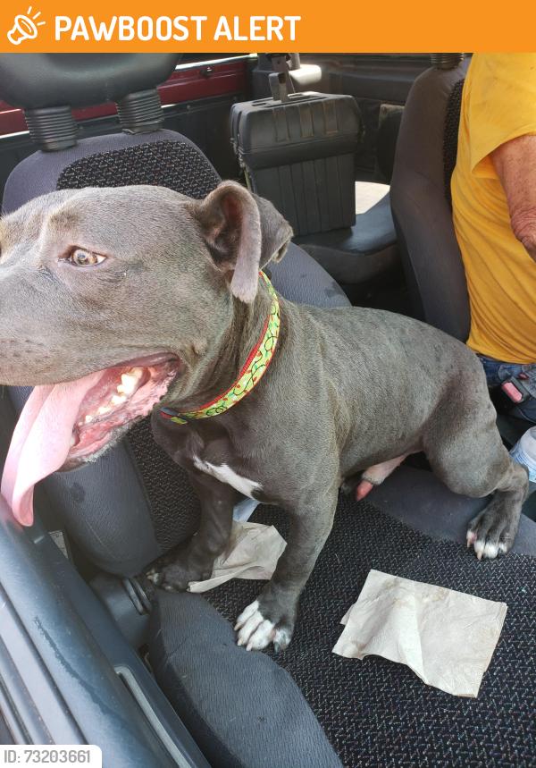 Found/Stray Male Dog last seen Edmundson and muriel ave, Airport Township, MO 63134