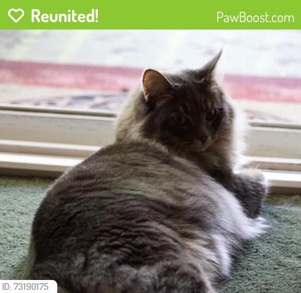 Reunited Male Cat last seen Corner of Barcelona and Devlin Drive, Vallejo, CA 94591