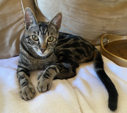Lost Male Cat last seen 7th and Dodson, Los Angeles, CA 90732