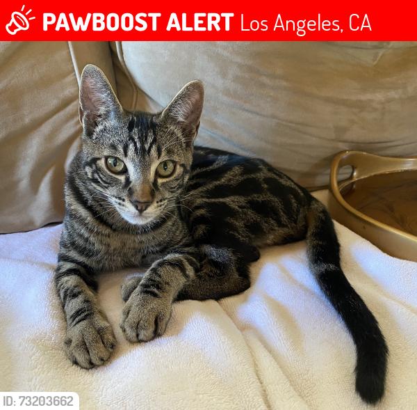 Lost Male Cat last seen 7th and Dodson, Los Angeles, CA 90732