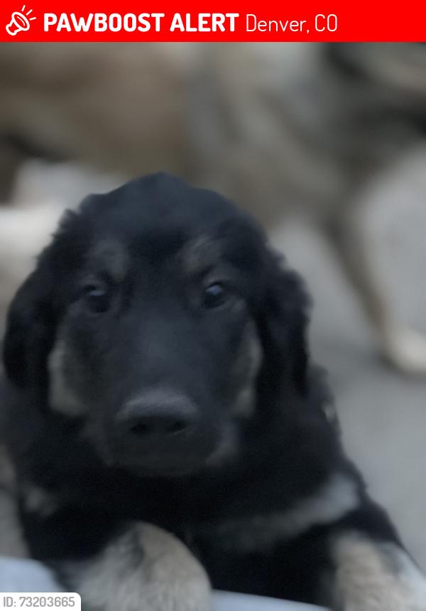 Lost Male Dog last seen Near a kephner school., Denver, CO 80219