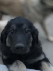 Lost Male Dog last seen Near a kephner school., Denver, CO 80219