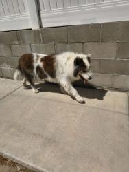 Reunited Unknown Dog last seen Honeysuckle & Plantain, Hesperia, CA 92344