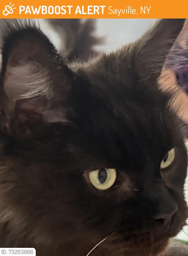 Found/Stray Unknown Cat last seen Off Broadway by the Target, Sayville, NY 11705
