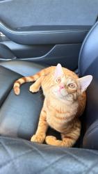 Lost Male Cat last seen Timothy Dr, San Diego, CA 92105