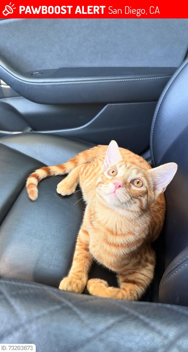 Lost Male Cat last seen Timothy Dr, San Diego, CA 92105