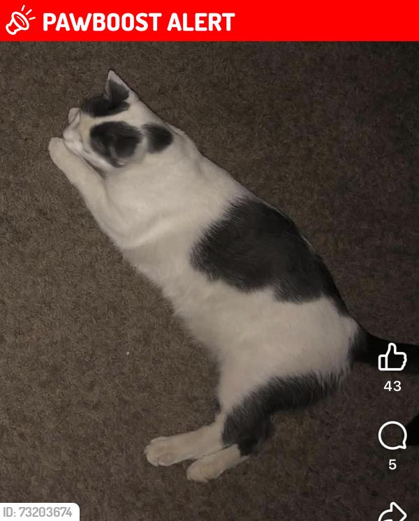 Lost Male Cat last seen Schroeder park, Huntington Beach, CA 92647