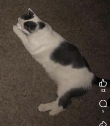 Lost Male Cat last seen Schroeder park, Huntington Beach, CA 92647