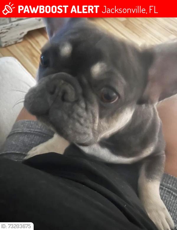 Lost Female Dog last seen Sara Drive, San Mateo Jacksonville FL, Jacksonville, FL 32218