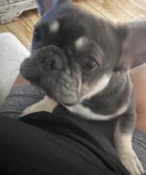 Lost Female Dog last seen Sara Drive, San Mateo Jacksonville FL, Jacksonville, FL 32218