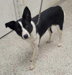 Shelter Stray Female Dog last seen Near Kensington, 64128, MO, 7077 Elmwood Ave, Kansas City, MO 64132, USA