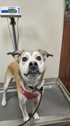 Shelter Stray Female Dog last seen Dayton Ln and Rt. 4 crossing street, Hamilton, OH, 1820 Princeton Rd, Hamilton, OH 45011, USA