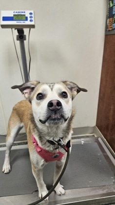 Shelter Stray Female Dog last seen Dayton Ln and Rt. 4 crossing street, Hamilton, OH, 1820 Princeton Rd, Hamilton, OH 45011, USA