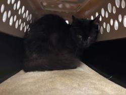 Shelter Stray Unknown Cat last seen Smart Ave & Topping Ave, 64123, 64123, MO, 7077 Elmwood Ave, Kansas City, MO 64132, USA