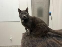Shelter Stray Male Cat last seen Near Holly Avenue, 64118, MO, 7077 Elmwood Ave, Kansas City, MO 64132, USA