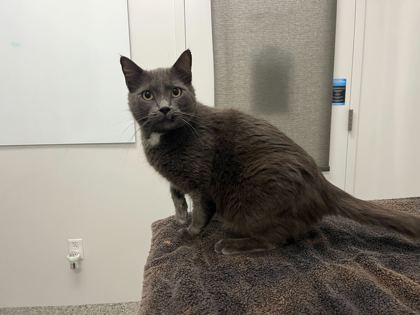 Shelter Stray Male Cat last seen Near Holly Avenue, 64118, MO, 7077 Elmwood Ave, Kansas City, MO 64132, USA