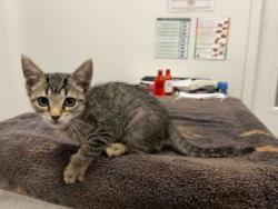 Shelter Stray Female Cat last seen N Charlotte St & NE 100th Ter, KCMO, 64155, 64155, MO, 7077 Elmwood Ave, Kansas City, MO 64132, USA